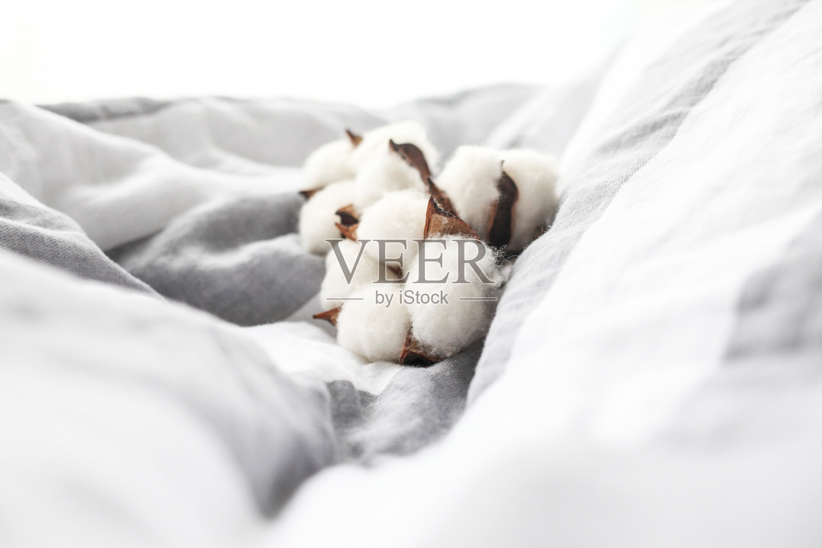 美丽的白色棉花花。照片摄影图片