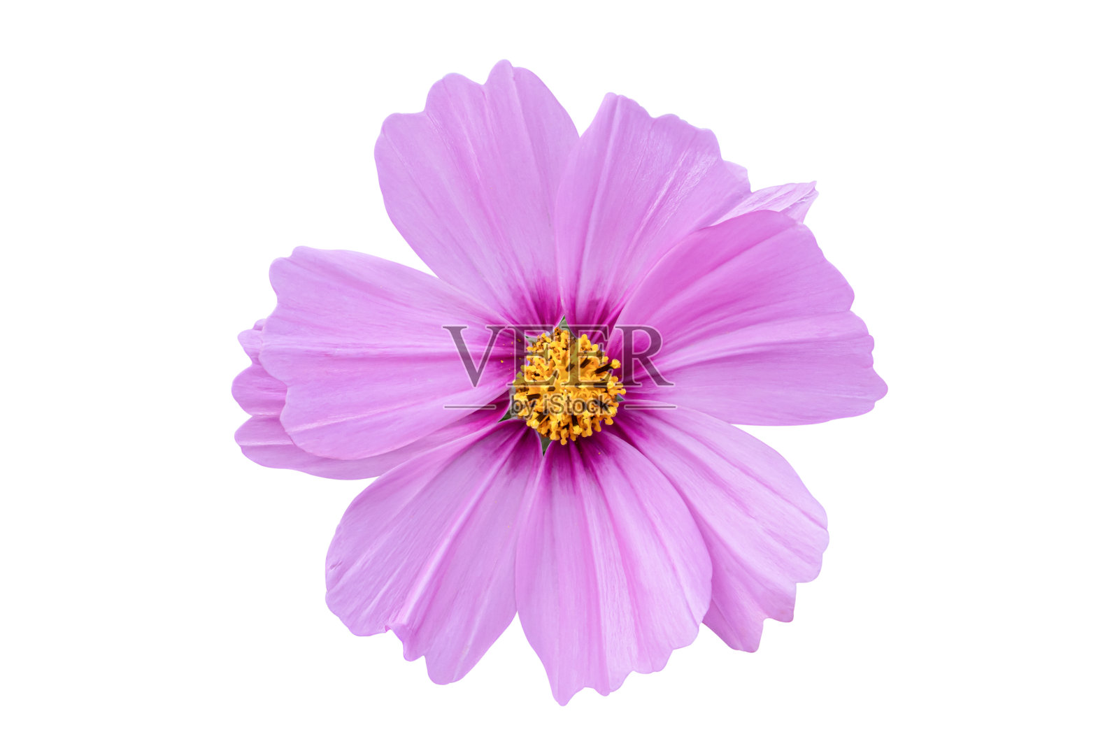 粉红色的宇宙花孤立在白色的背景。照片摄影图片