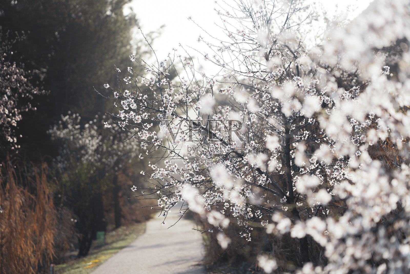 银杏仁漂亮的花邀请放松照片摄影图片