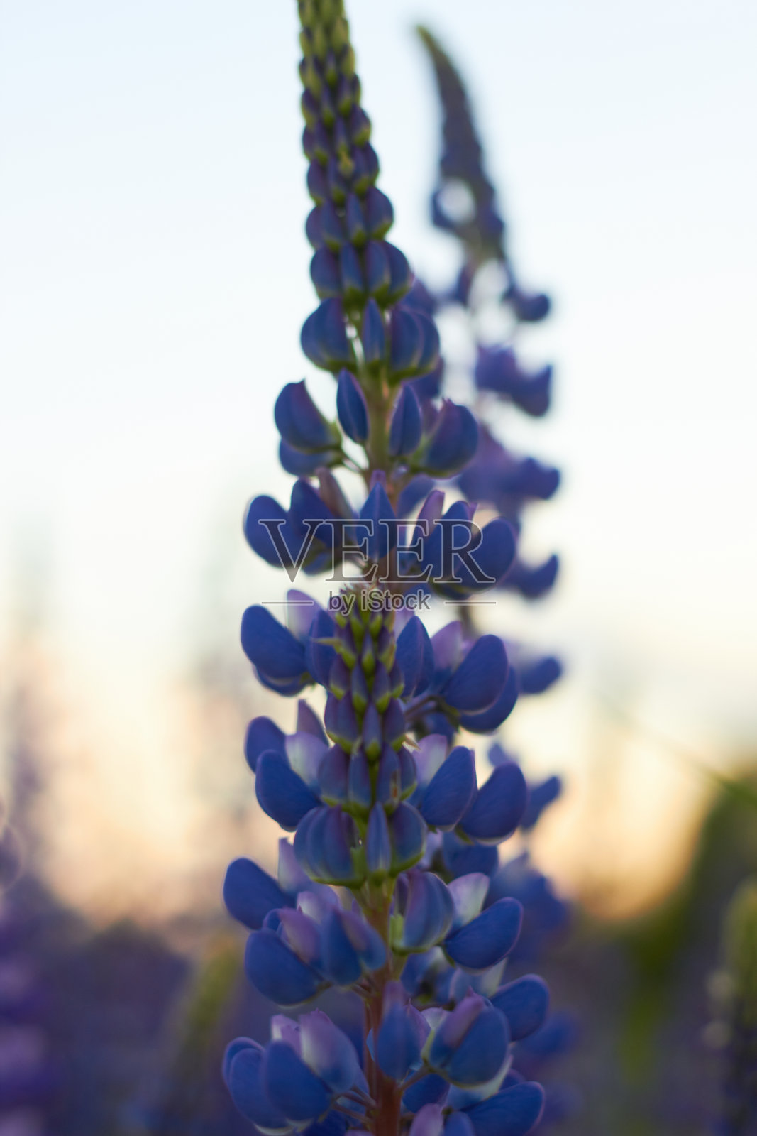 开紫色和蓝色花的羽扇豆。阳光照射在植物上。春天和夏天的花。照片摄影图片