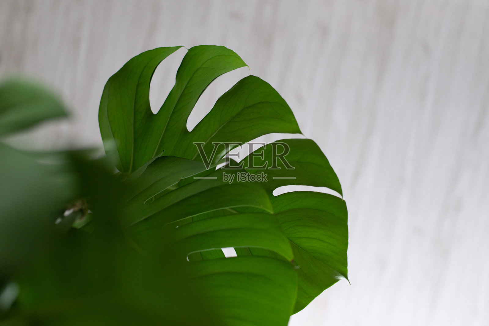 白色背景上的绿色植物怪物。照片摄影图片