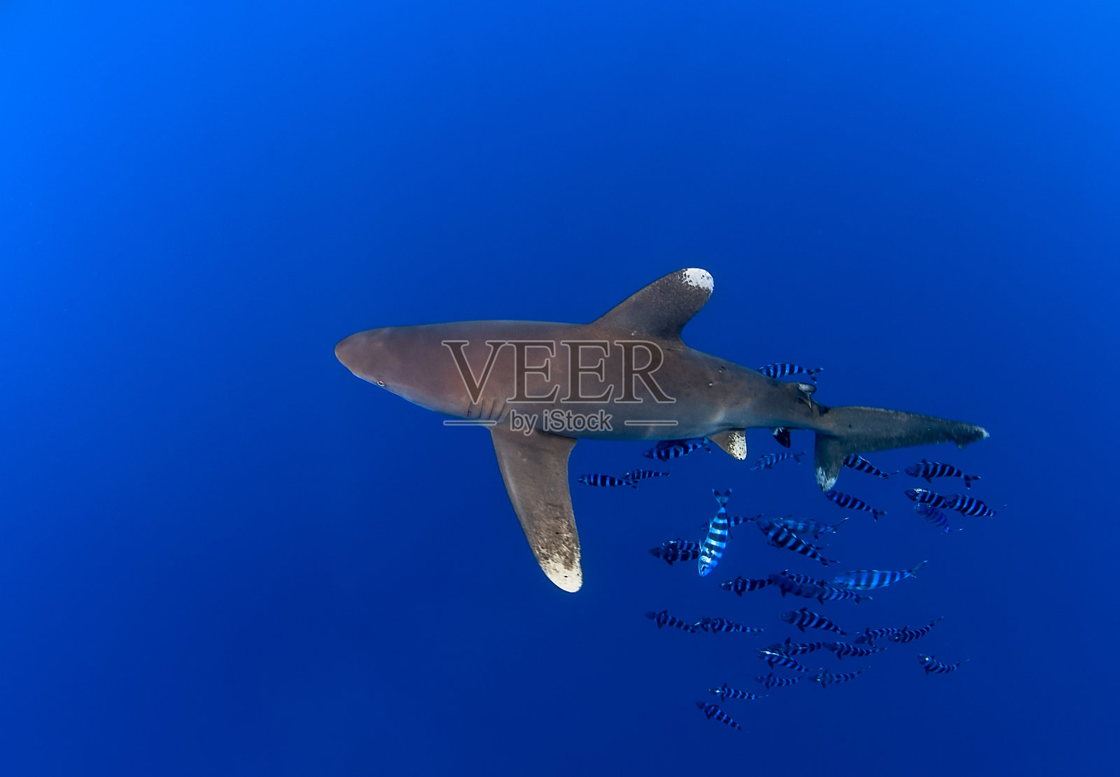 海洋白鳍鲨与潜水者照片摄影图片