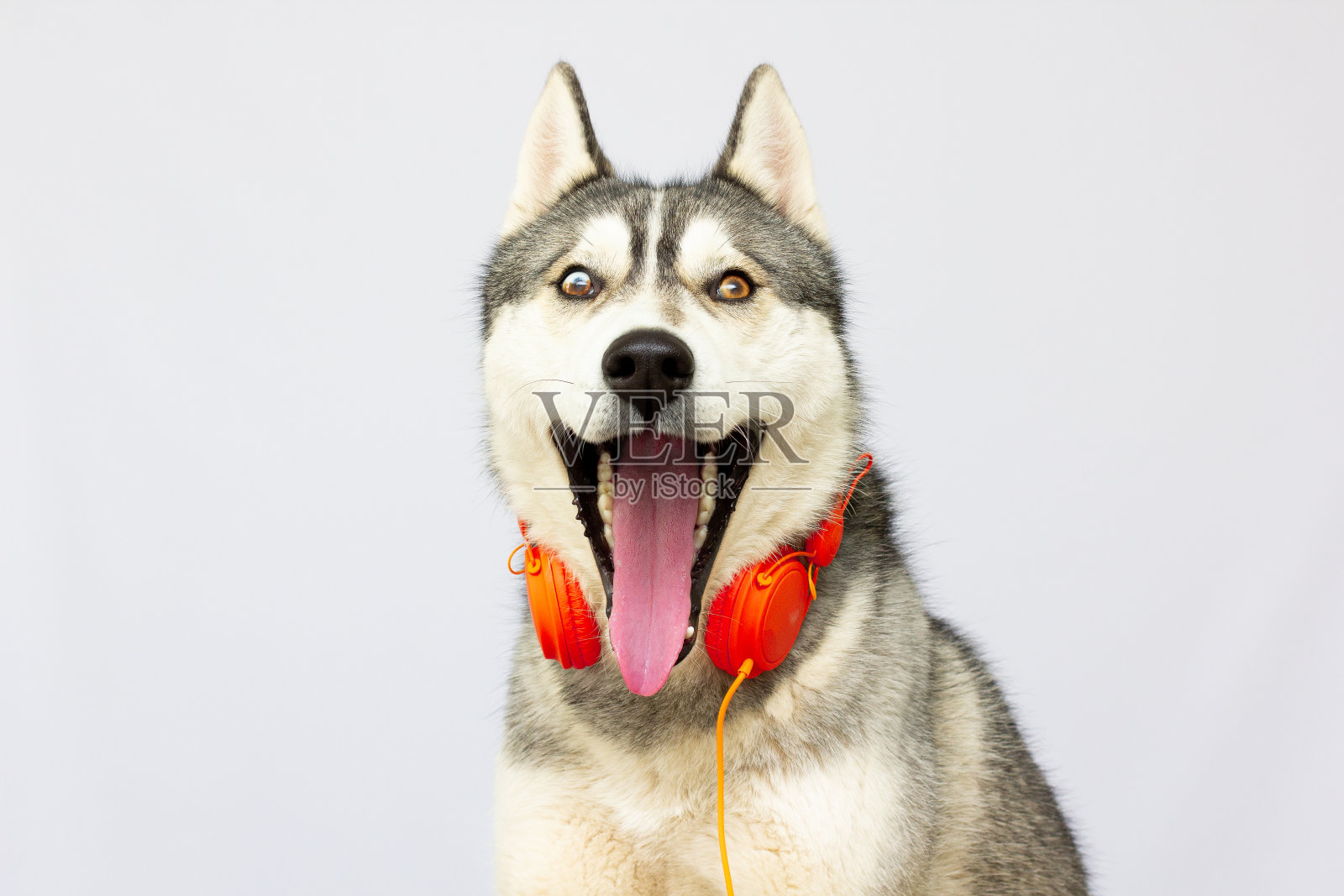 美丽的哈士奇狗戴着耳机在白色上唱着歌照片摄影图片