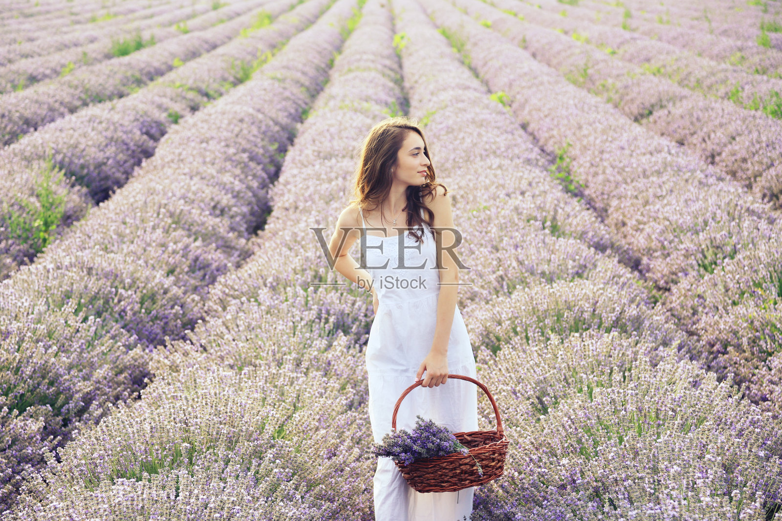 小姑娘在薰衣草地里照片摄影图片