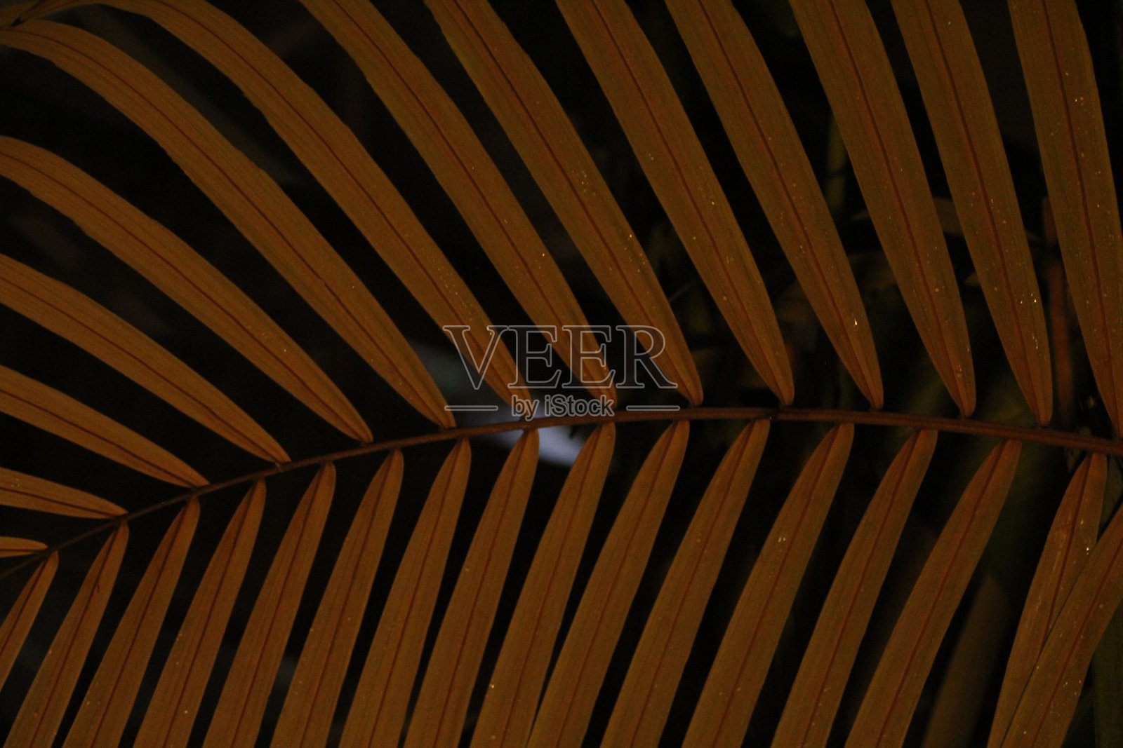 自然叶光美学照片摄影图片