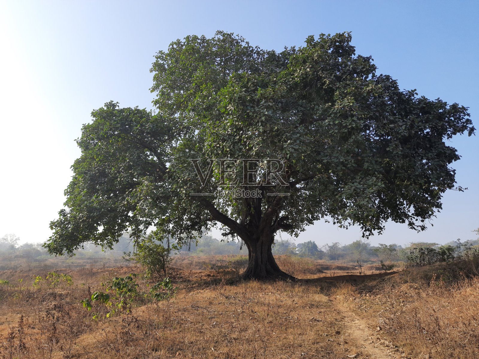 巨大的榕树在蓝天的背景。照片摄影图片