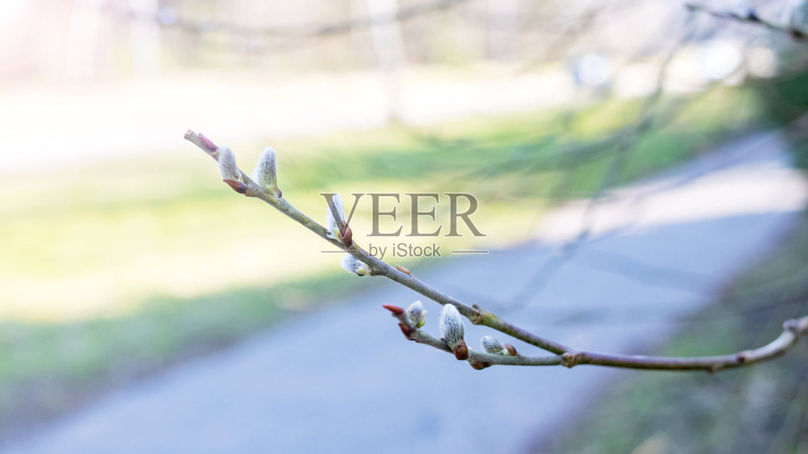 带着松软花蕾的柳枝合在一起照片摄影图片