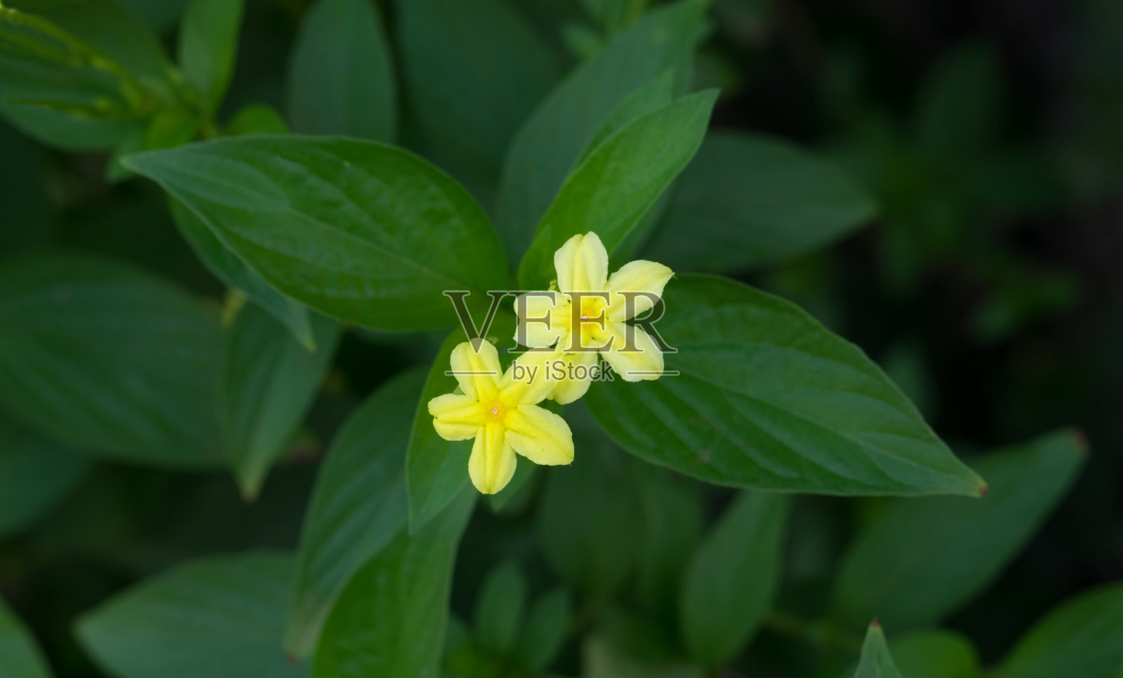近距离观察花园里的黄色花朵。照片摄影图片