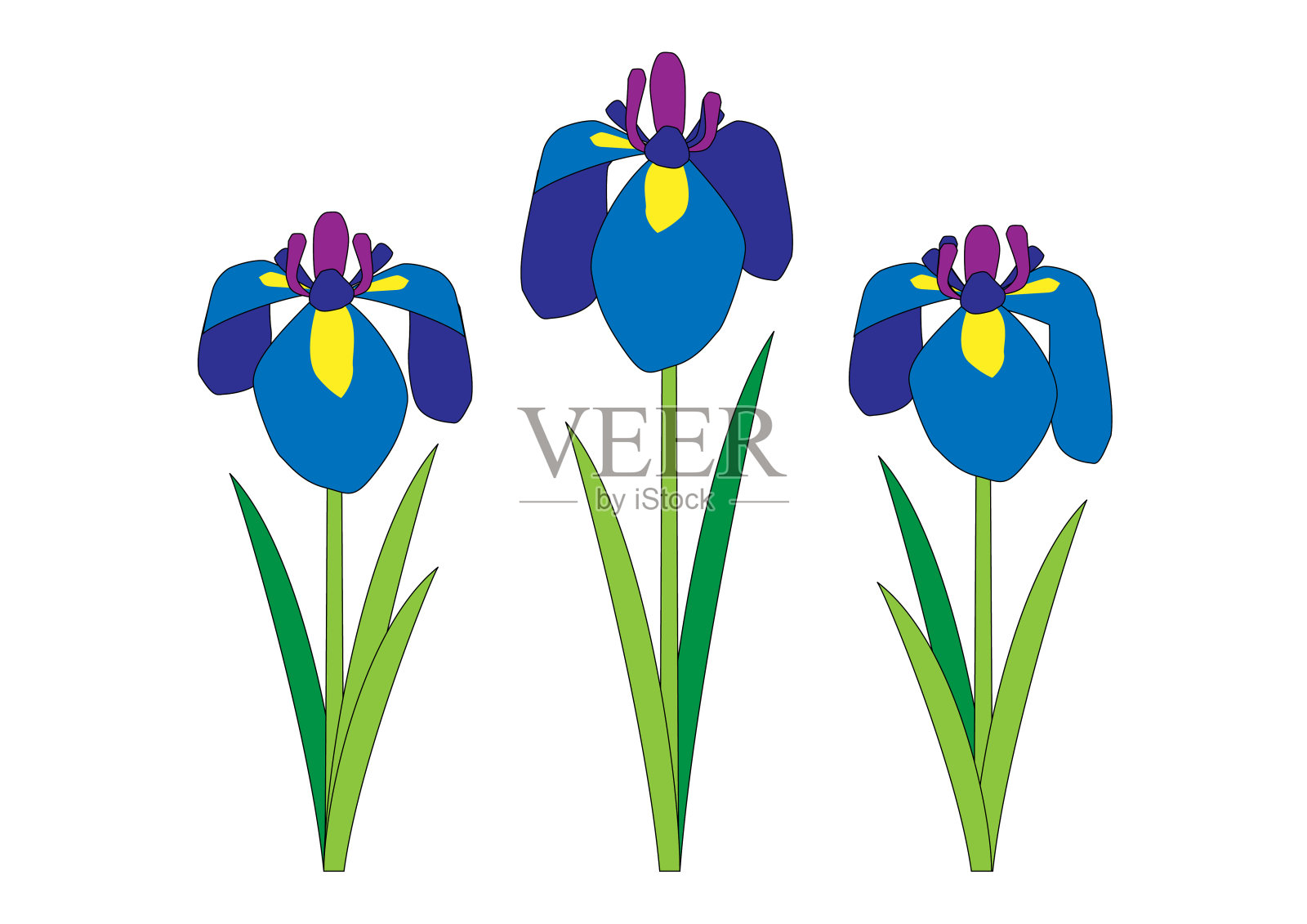 菖蒲花在花园里插画图片素材