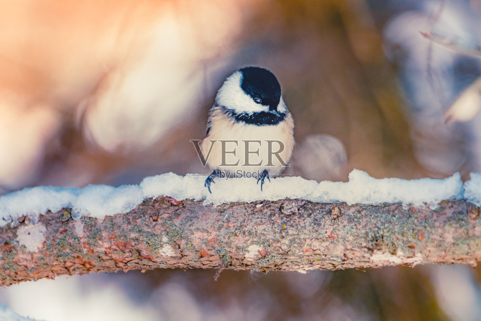 我美丽的鸟照片摄影图片