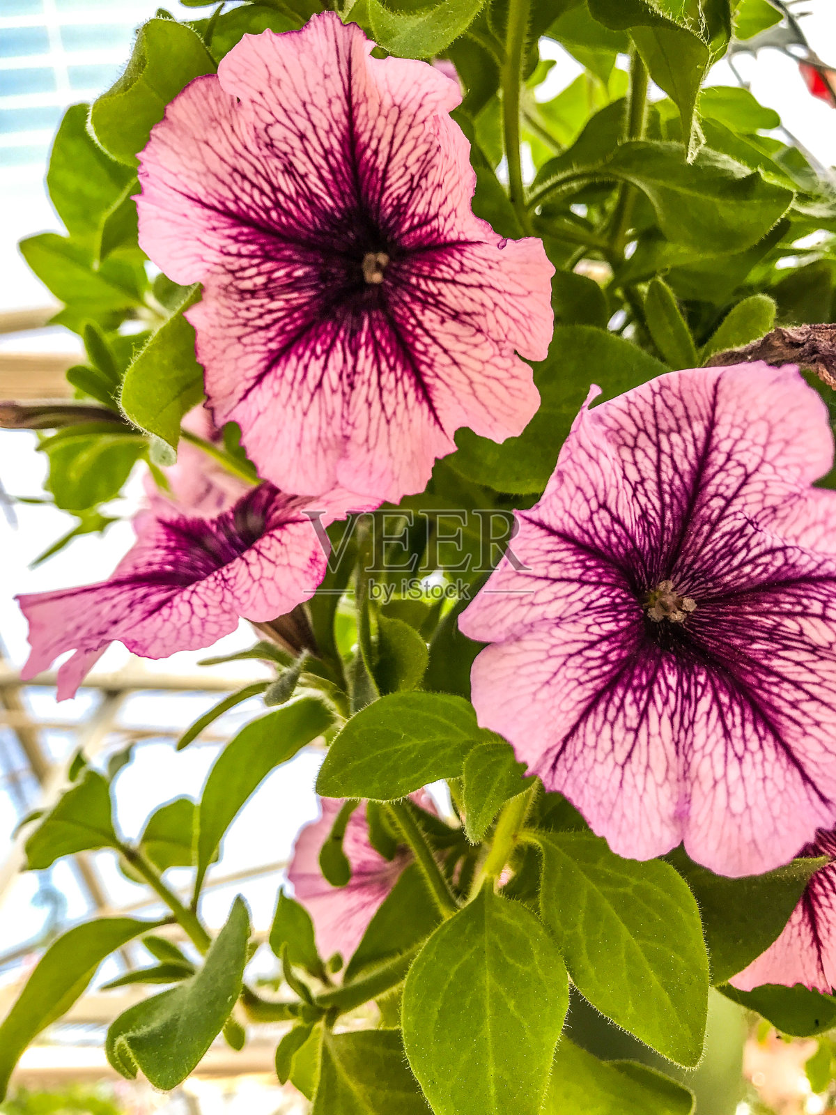 春天的花——矮牵牛花照片摄影图片