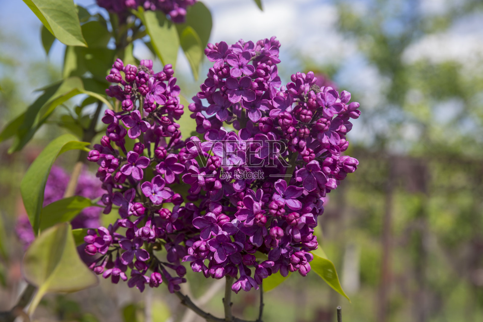 紫色的丁香花。照片摄影图片