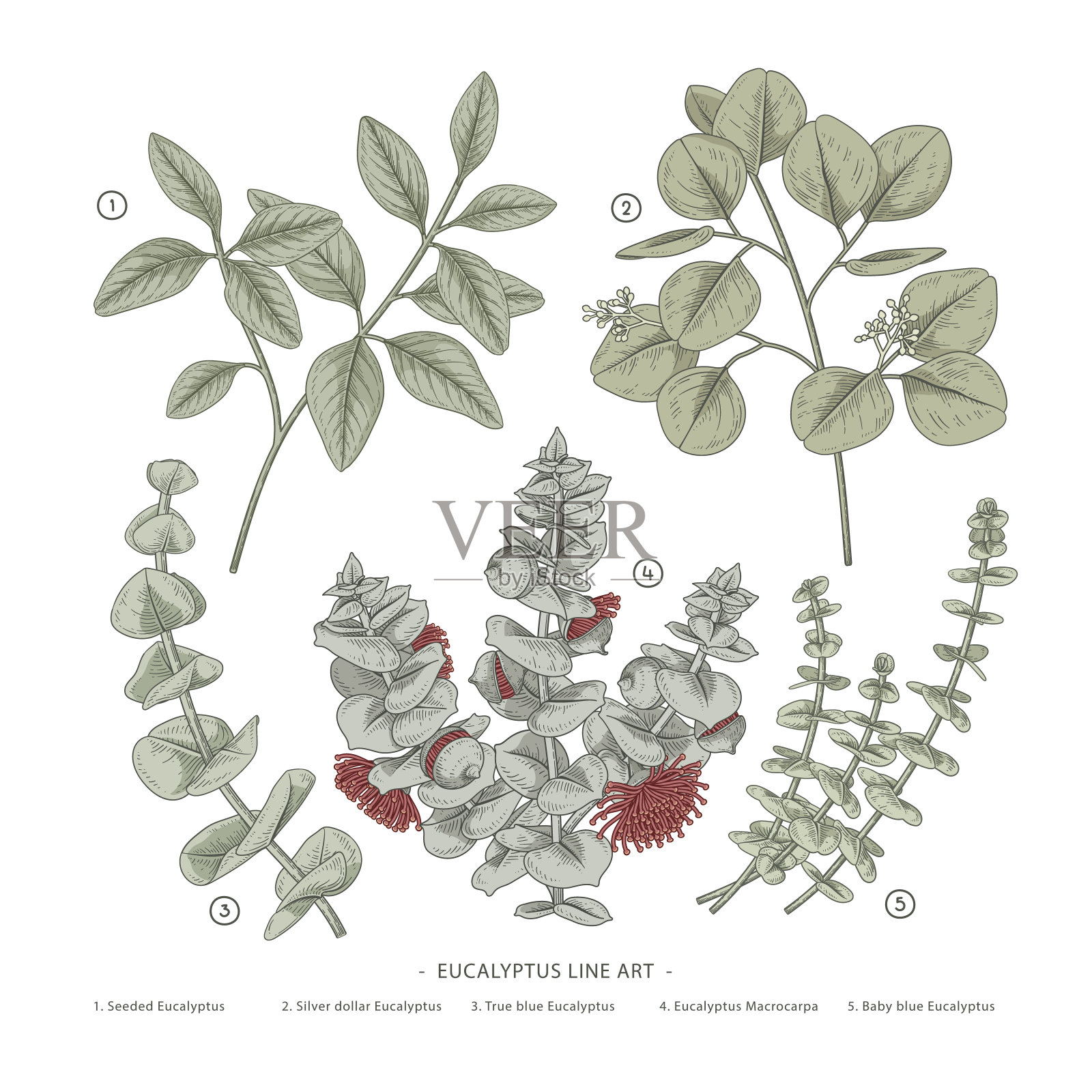 桉树枝手绘植物图说。行艺术画。复古风格的元素。插画图片素材