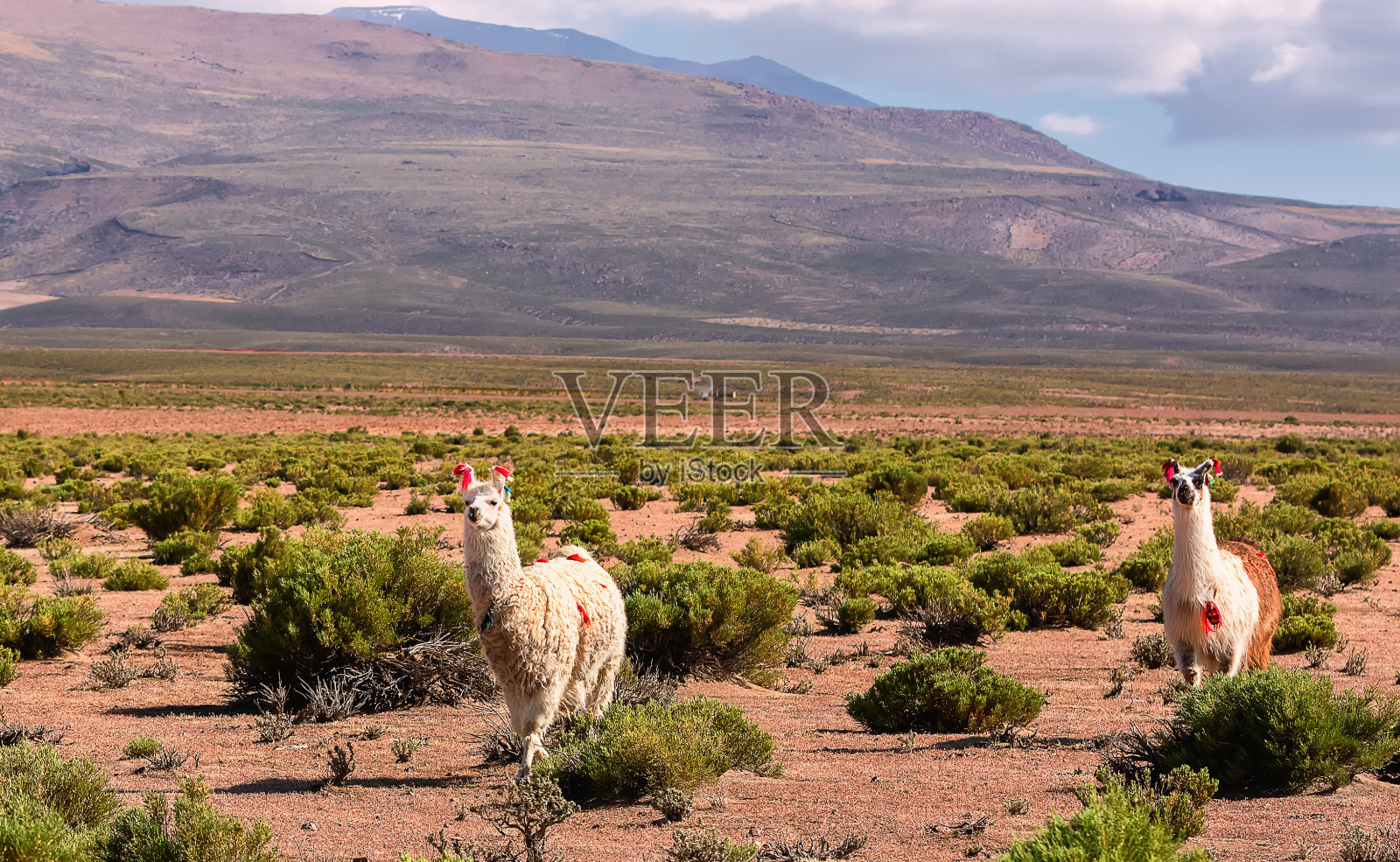 两位喇嘛在山旁的山谷中行走。玻利维亚的安第斯山脉。高原、南美照片摄影图片