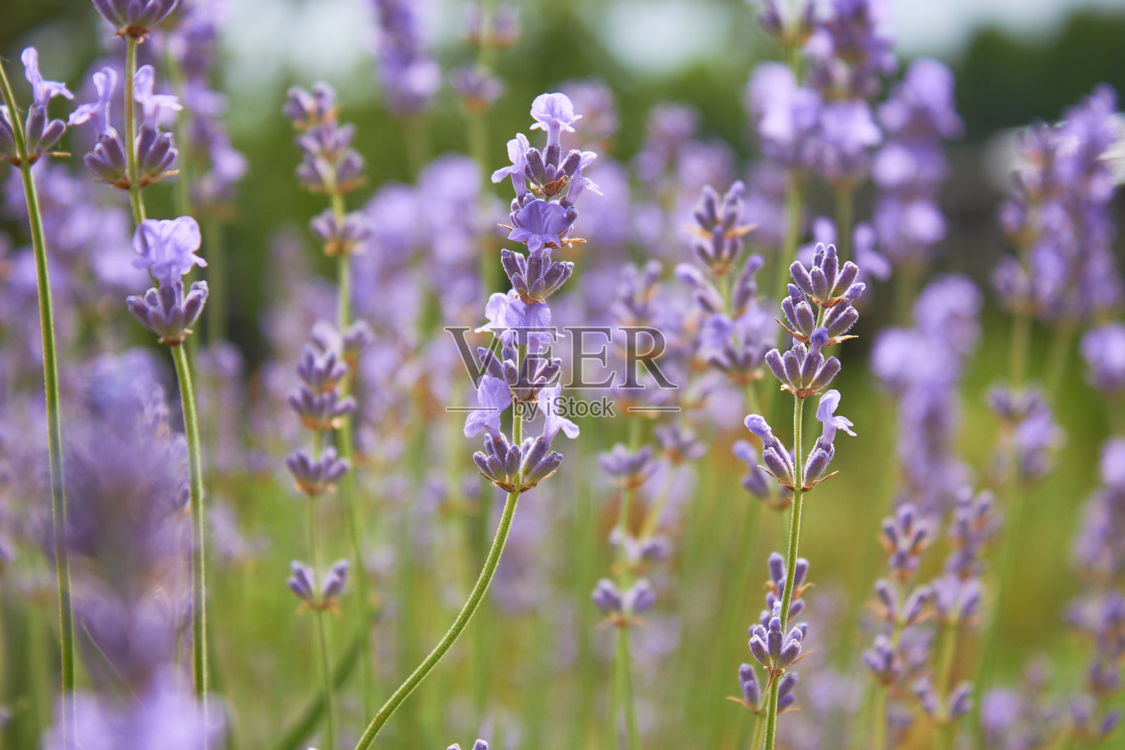 在夏天盛开的薰衣草。紫色芬芳的花在田野上。芳香疗法。自然化妆品。照片摄影图片