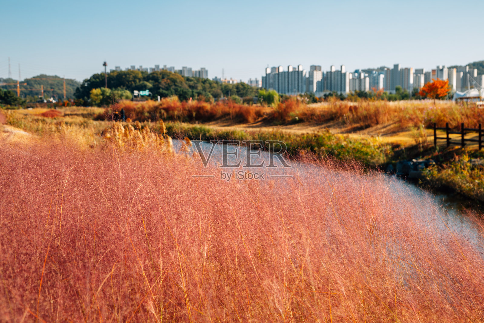 韩国四乡盖特戈尔生态公园的秋天照片摄影图片
