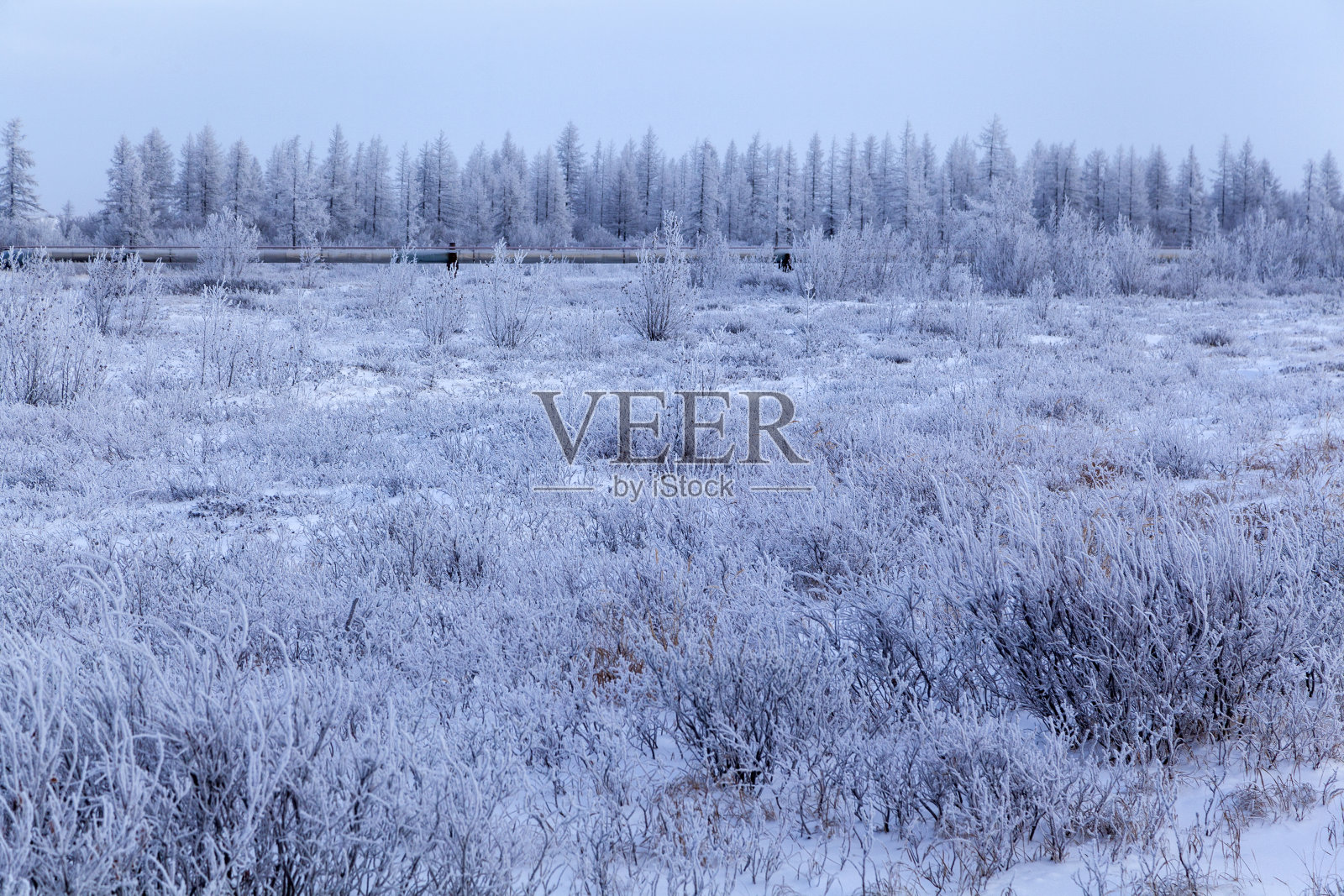 冬天美丽的风景，树枝上结霜，初雪，照片摄影图片