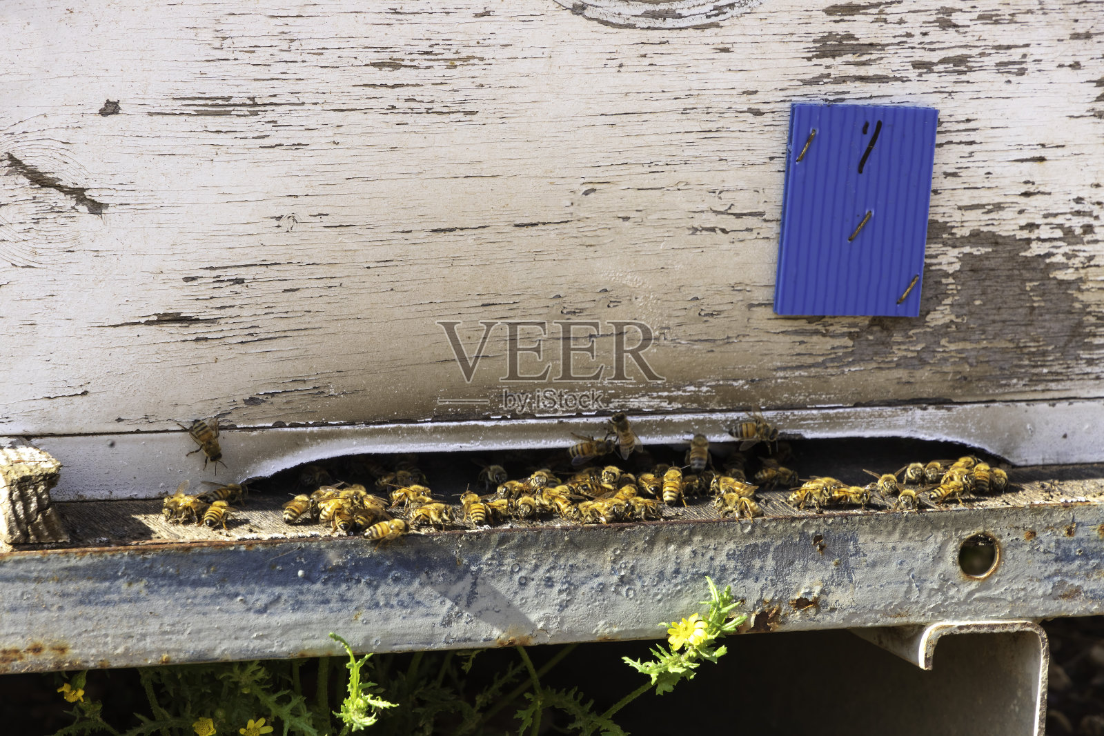 以色列果园蜂箱入口蜜蜂特写照片摄影图片