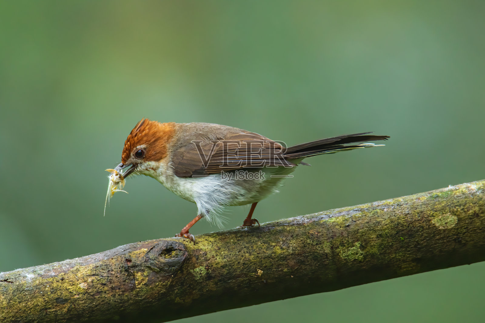 在婆罗洲沙巴州栖息的自然野生动物婆罗洲特有的栗冠羽希纳鸟照片摄影图片