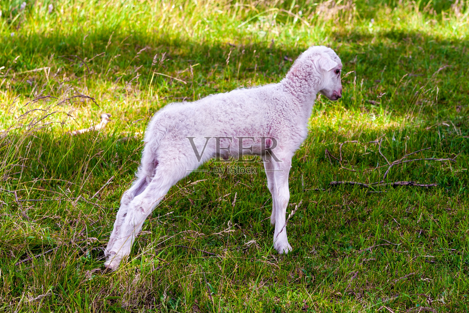 绿色草地上可爱的白色小羊羔。照片摄影图片