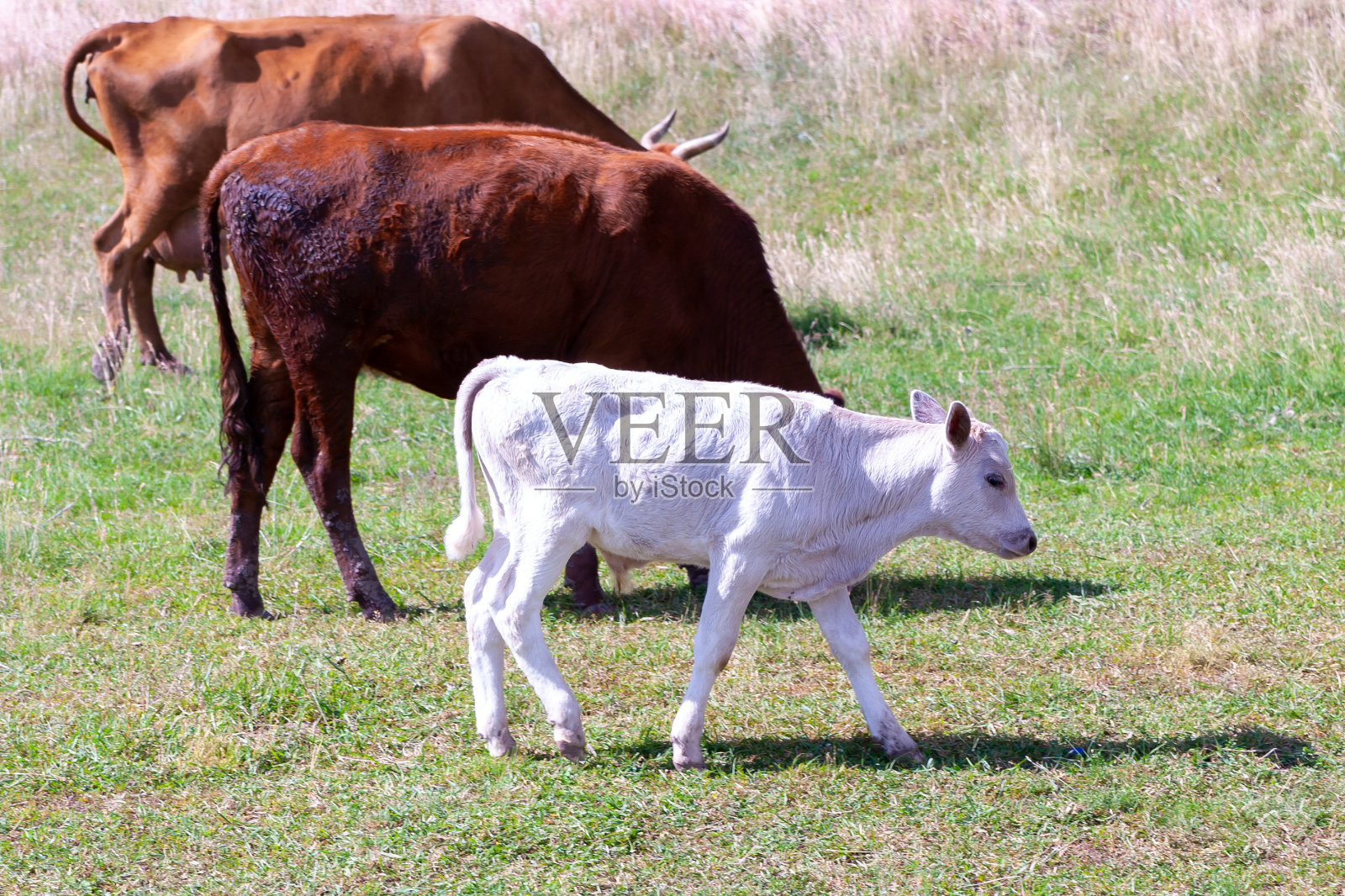 白牛犊正在吃草。照片摄影图片