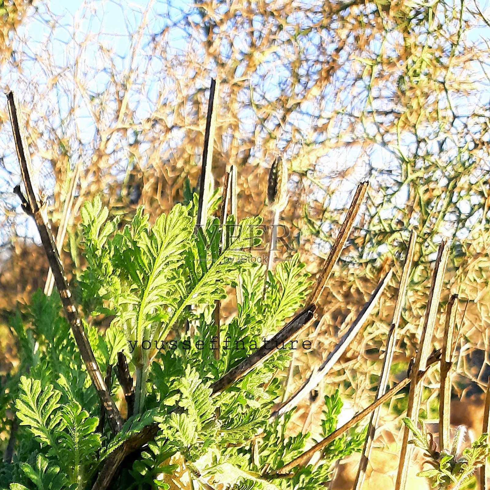 植物的生命照片摄影图片
