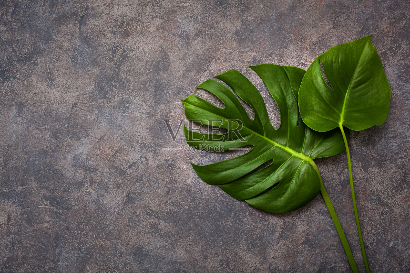 黑背景上的热带植物蒙斯特拉叶照片摄影图片