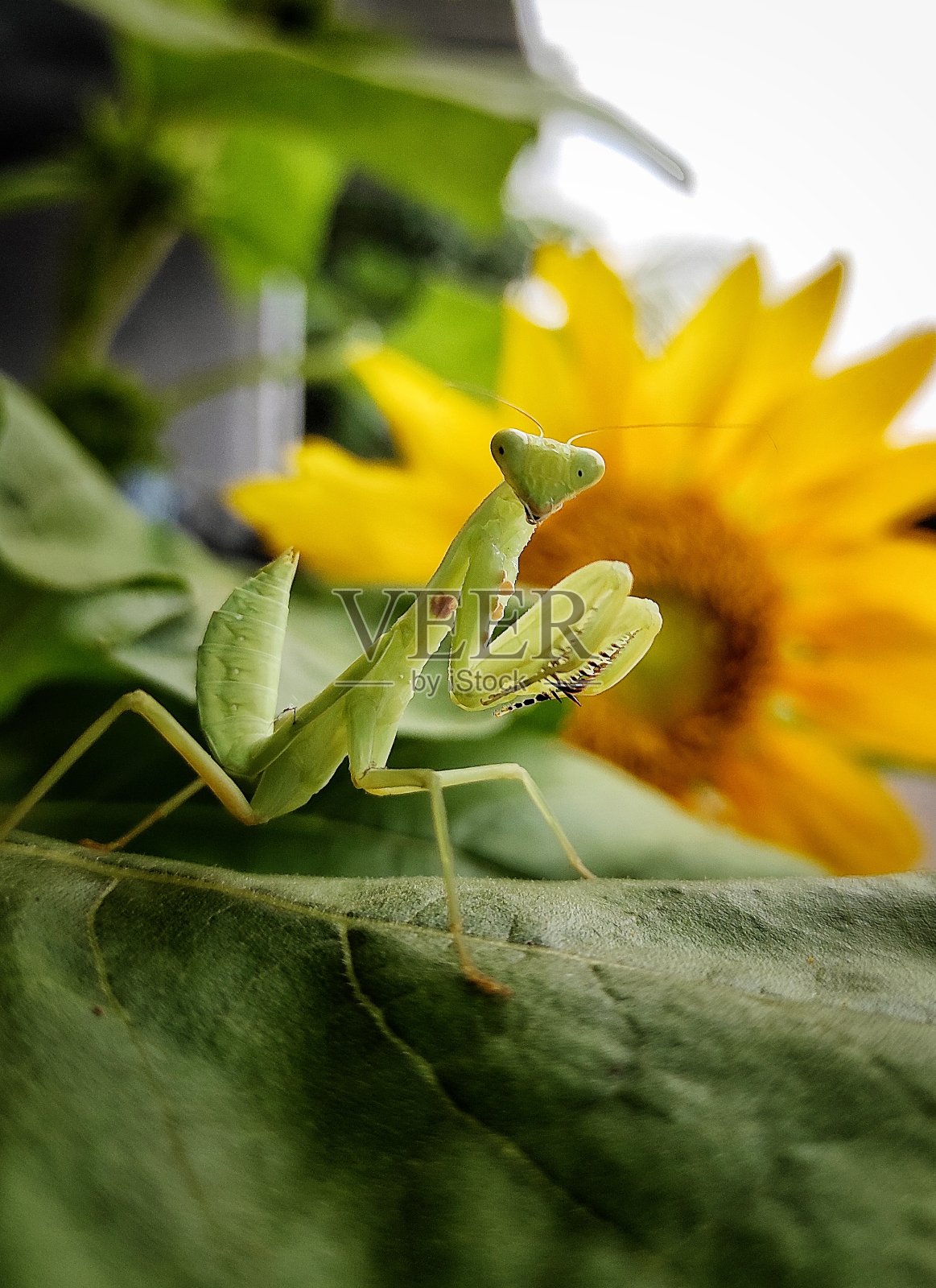 的螳螂照片摄影图片