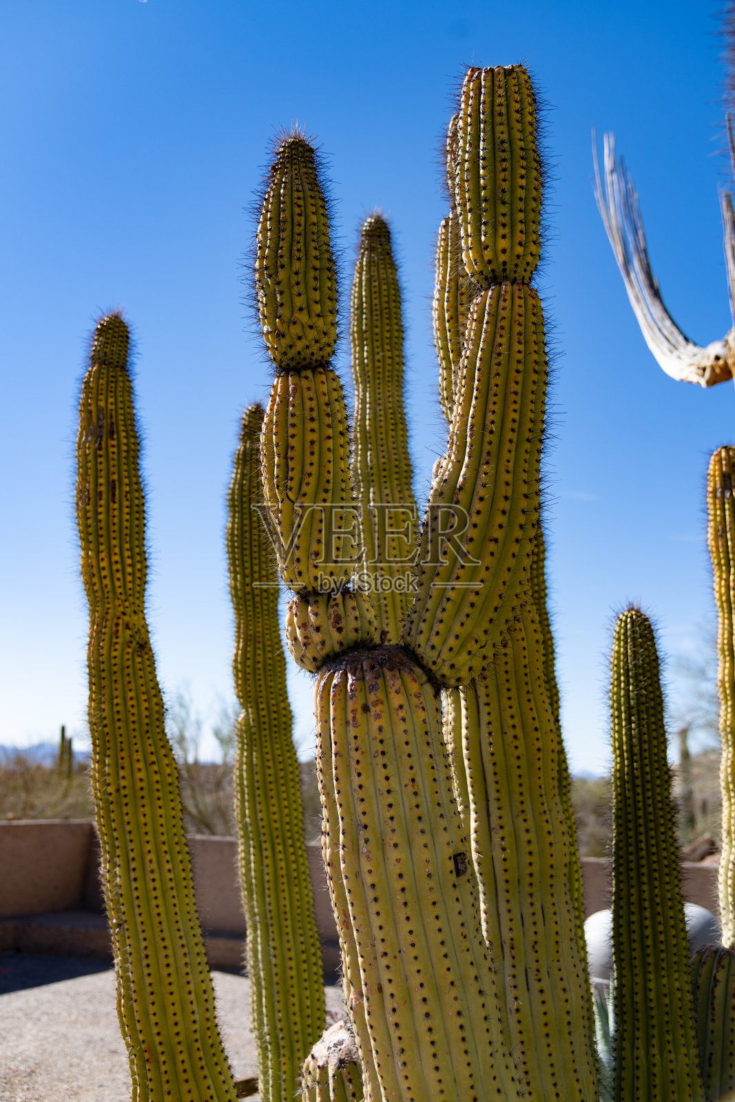 在萨瓜罗国家公园的风琴管仙人掌照片摄影图片