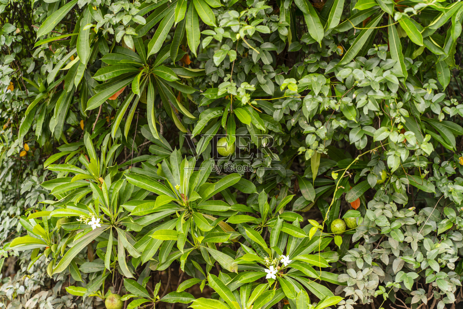 斯里兰卡本托塔河上的红树林。照片摄影图片