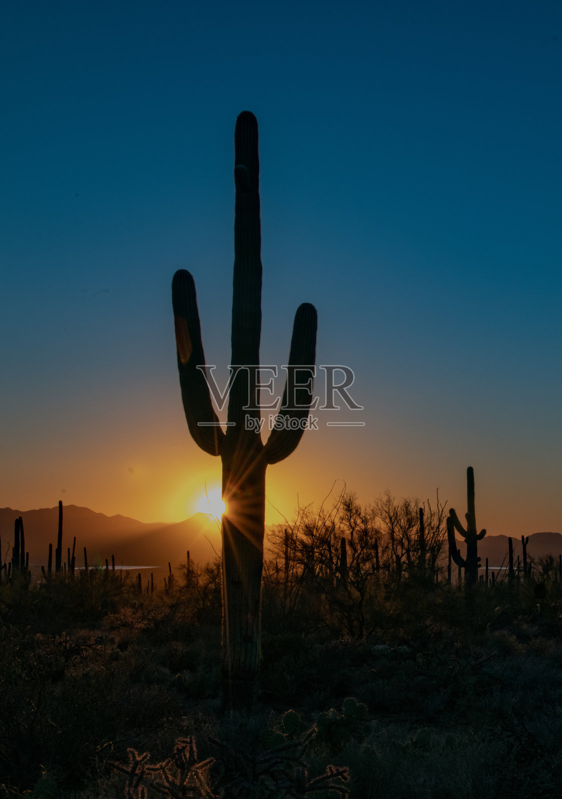 日落在撒瓜罗国家公园，撒瓜罗仙人掌在前景照片摄影图片