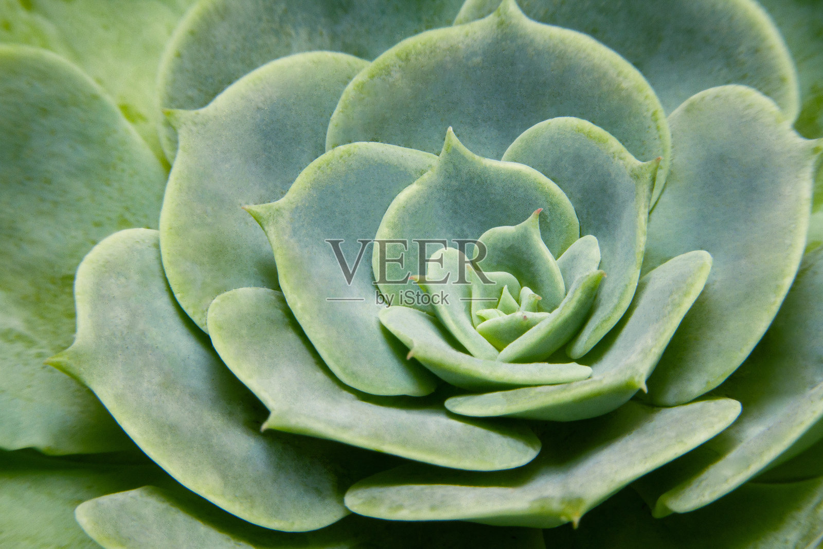 紫堇的特写照片摄影图片