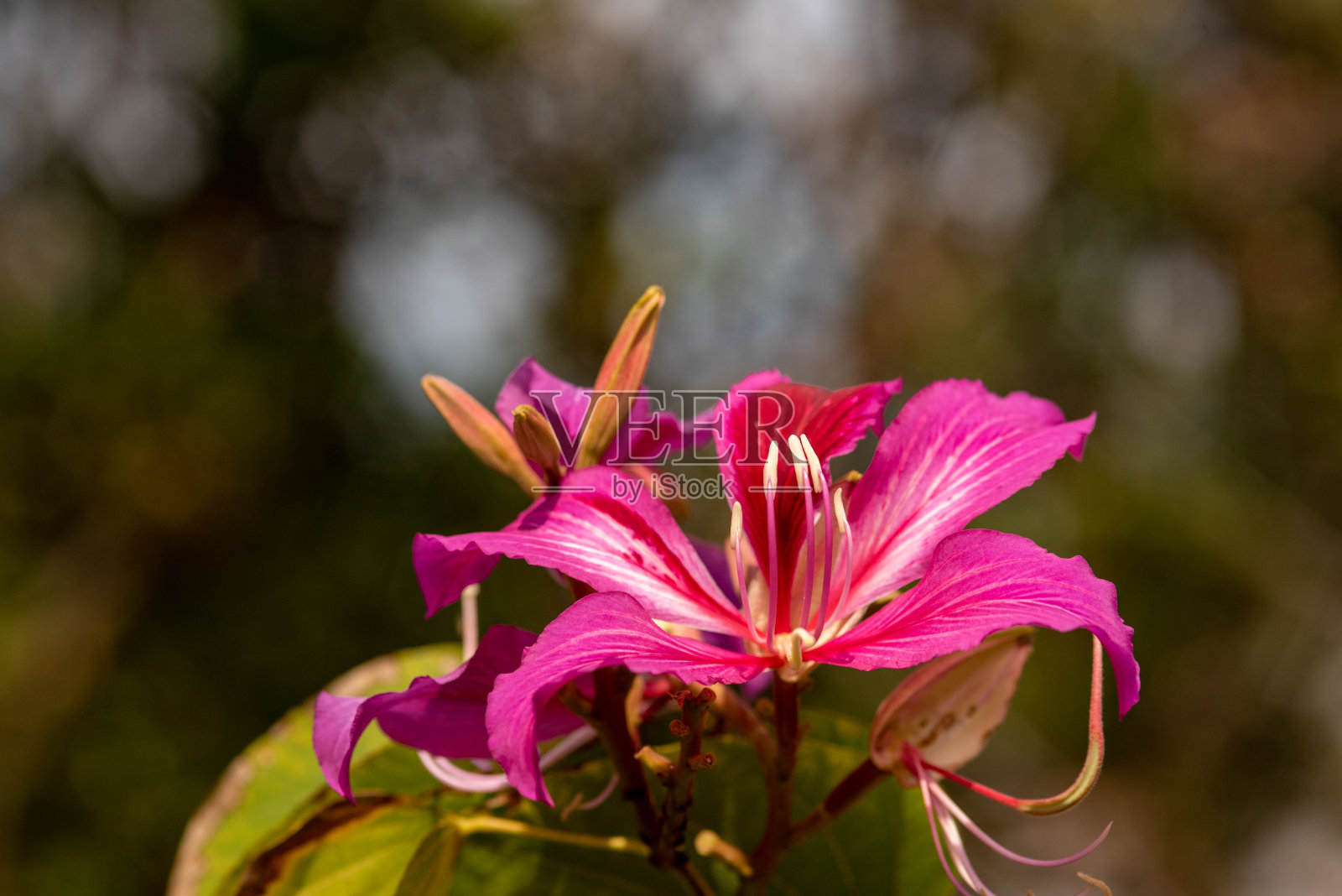 冲绳那霸万科公园鲜花盛开照片摄影图片