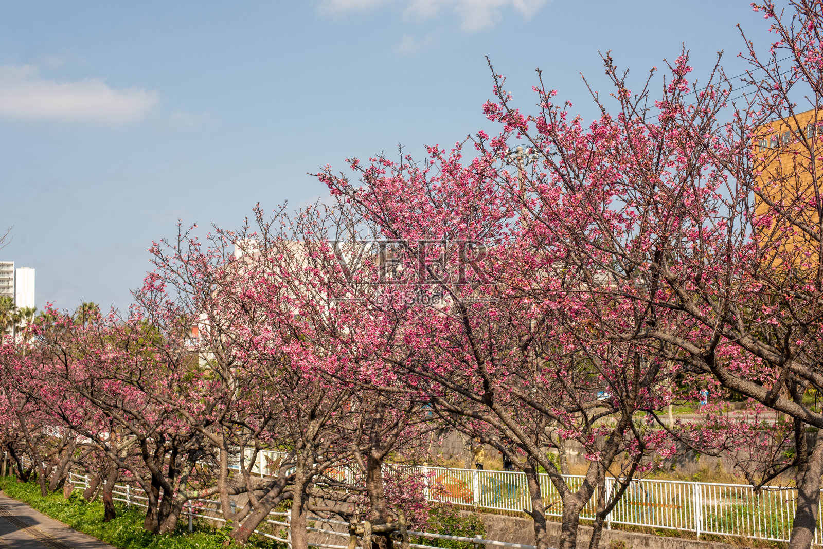 樱花盛开在冲绳县那霸市的一个公园里照片摄影图片