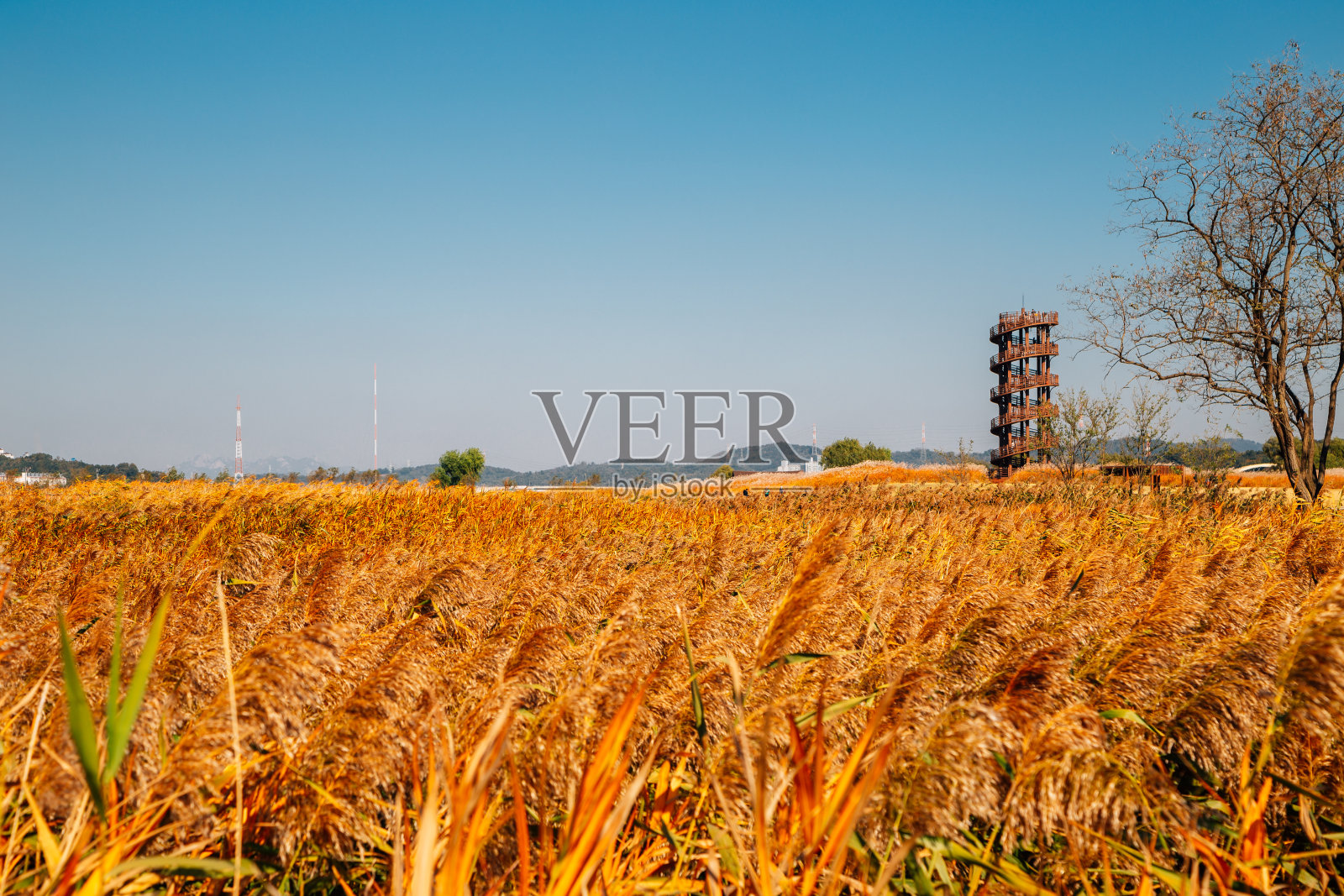 干簧。韩国四乡盖特戈尔生态公园的秋天照片摄影图片