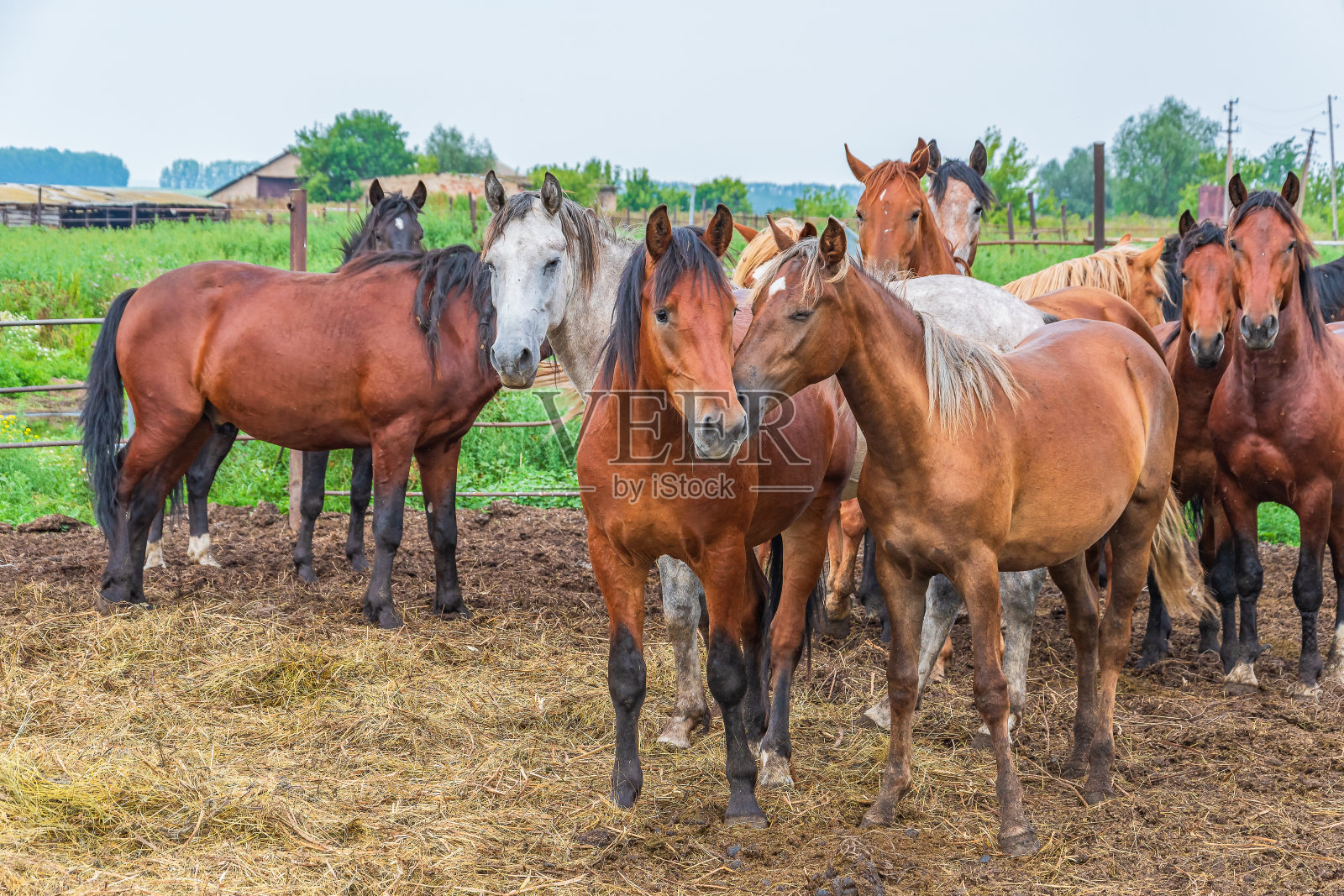 在一个阳光明媚的夏日，一小群年轻的马在马场里散步照片摄影图片