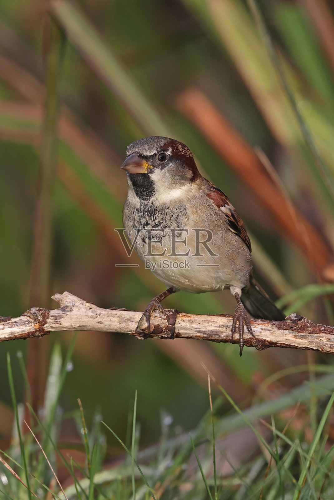 麻雀照片摄影图片