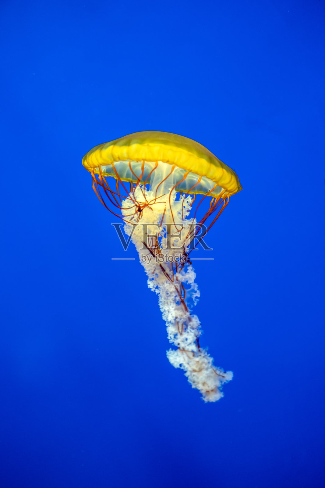 深海中的水母特写照片摄影图片