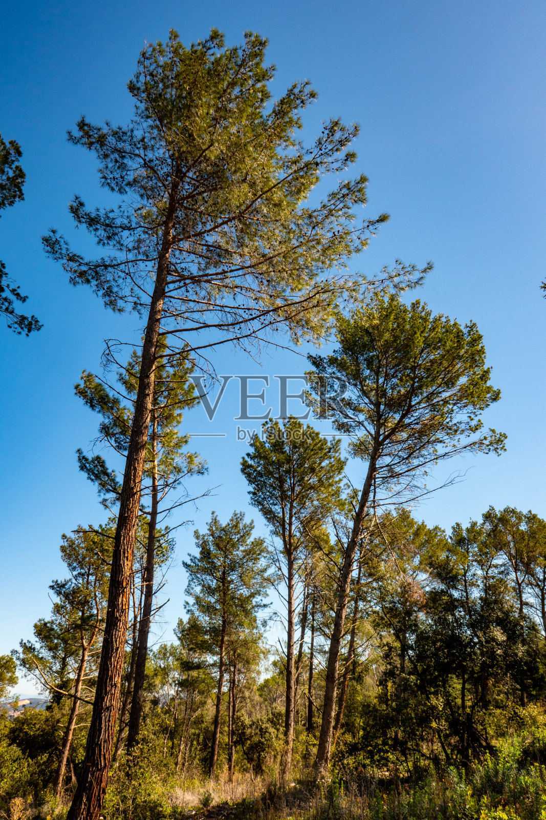 地中海森林照片摄影图片