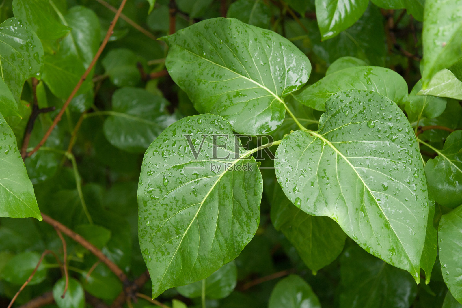 三片湿漉漉的丁香叶子照片摄影图片