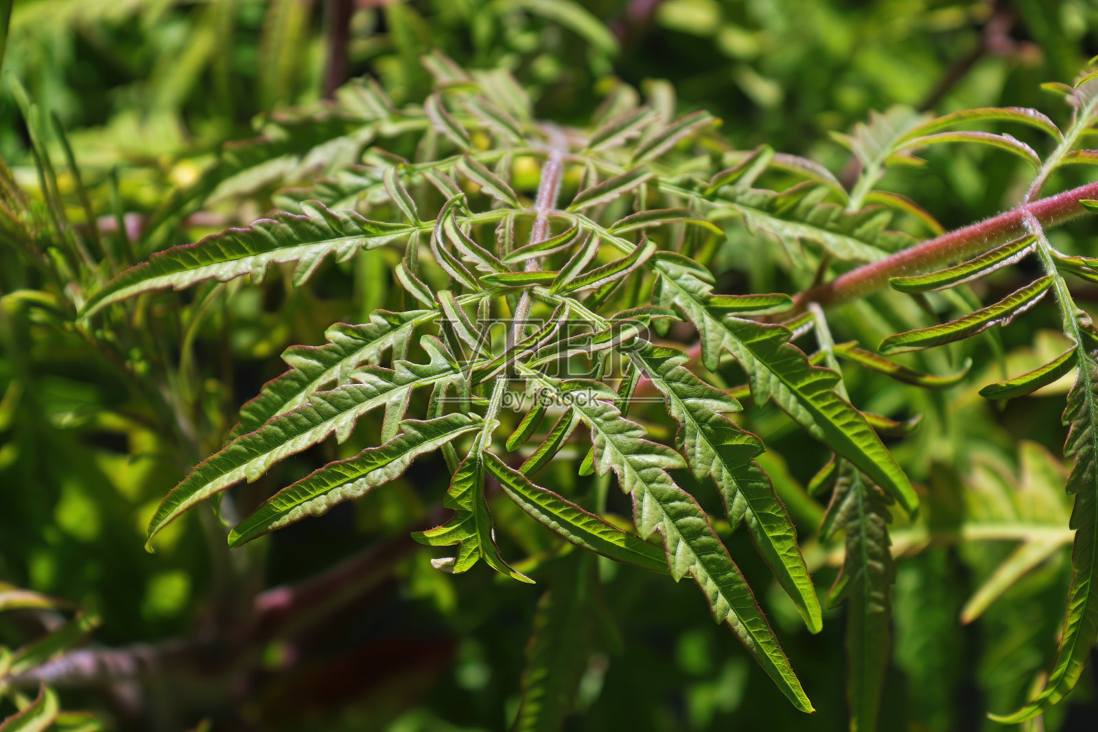 鹿角漆树的叶子照片摄影图片