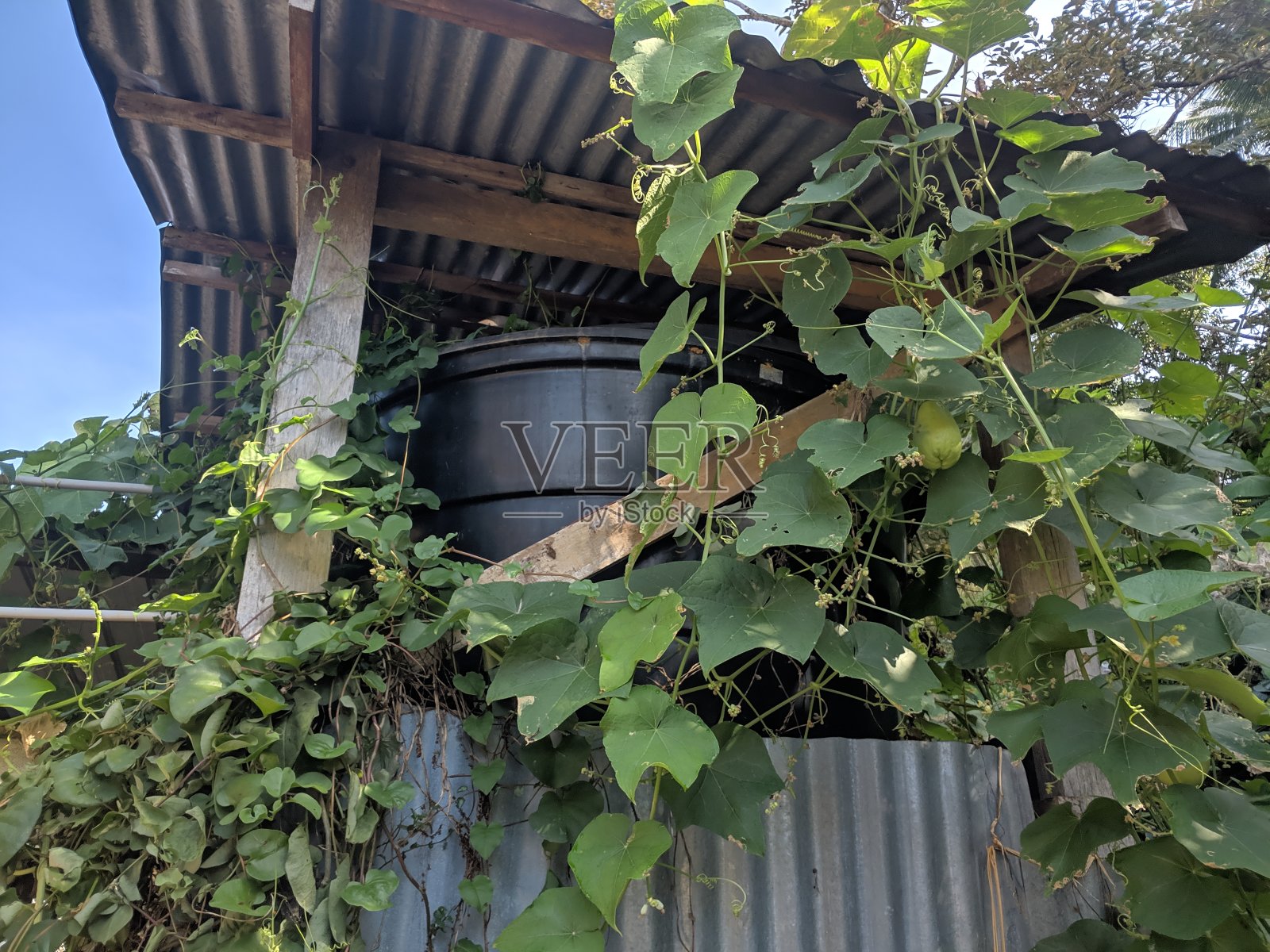一个被蔓生植物覆盖的水箱照片摄影图片