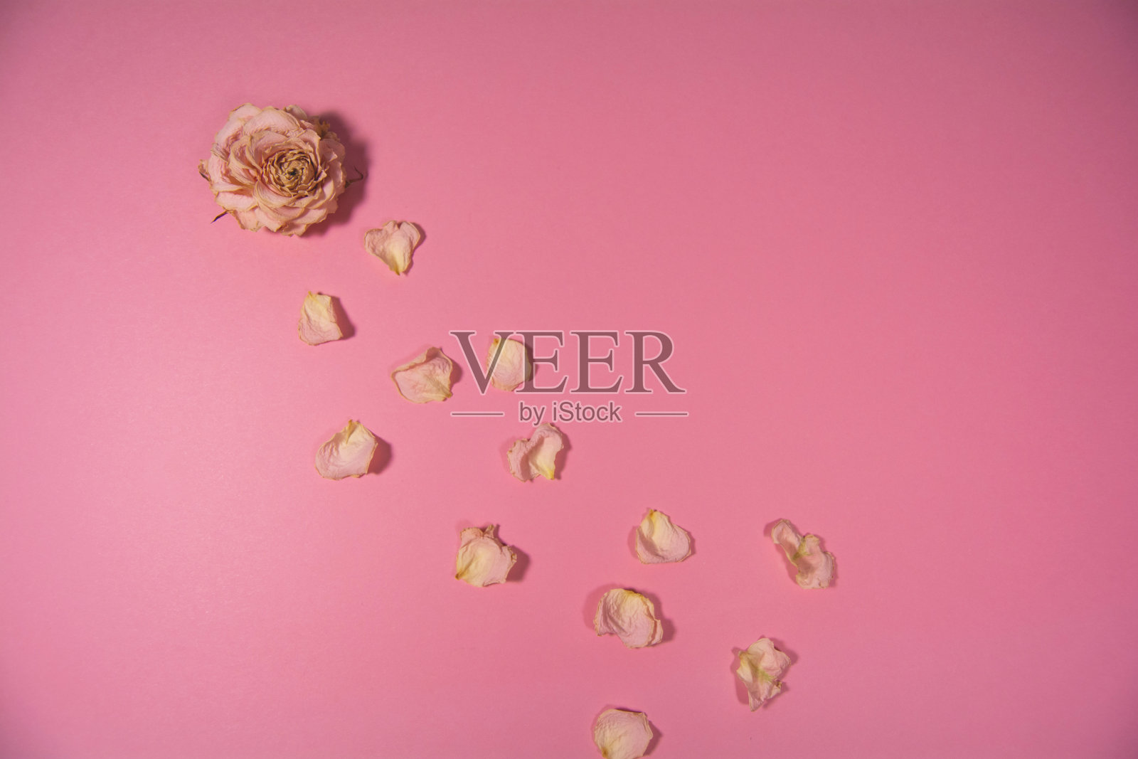 粉红色背景上的干玫瑰花瓣照片摄影图片