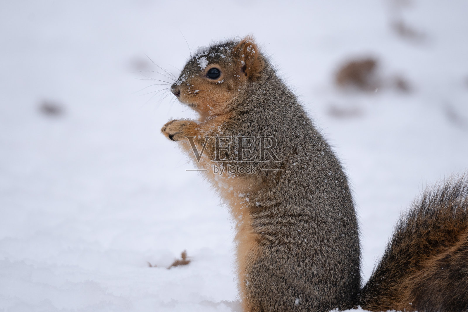 松鼠冬天照片摄影图片
