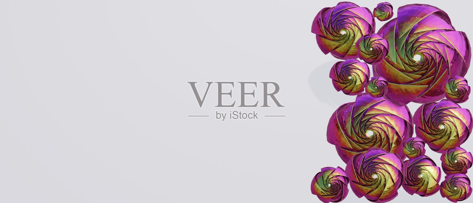 美丽的粉红色玫瑰在白色的背景，3d照片摄影图片