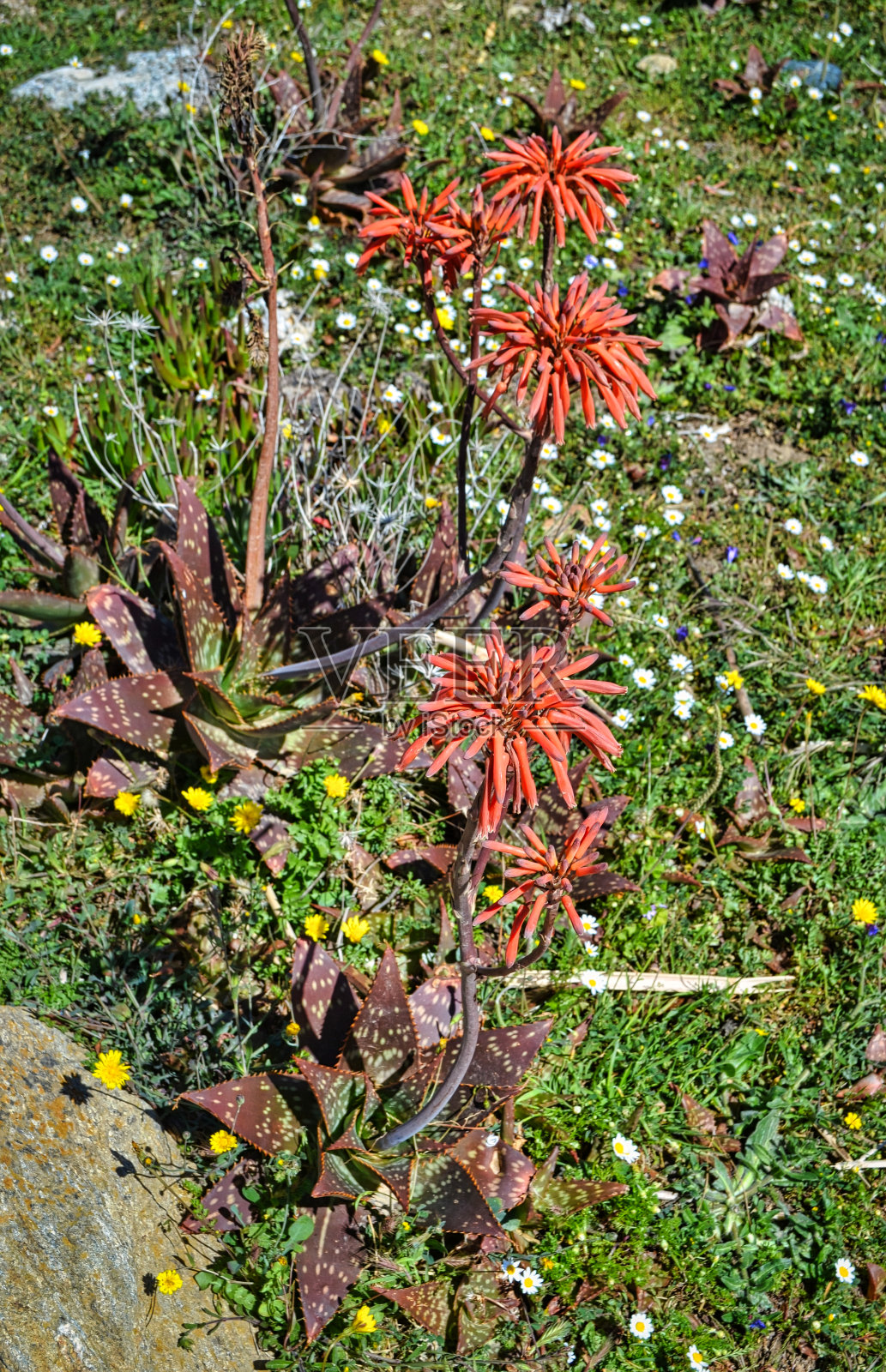 有红色花朵的地中海植物照片摄影图片