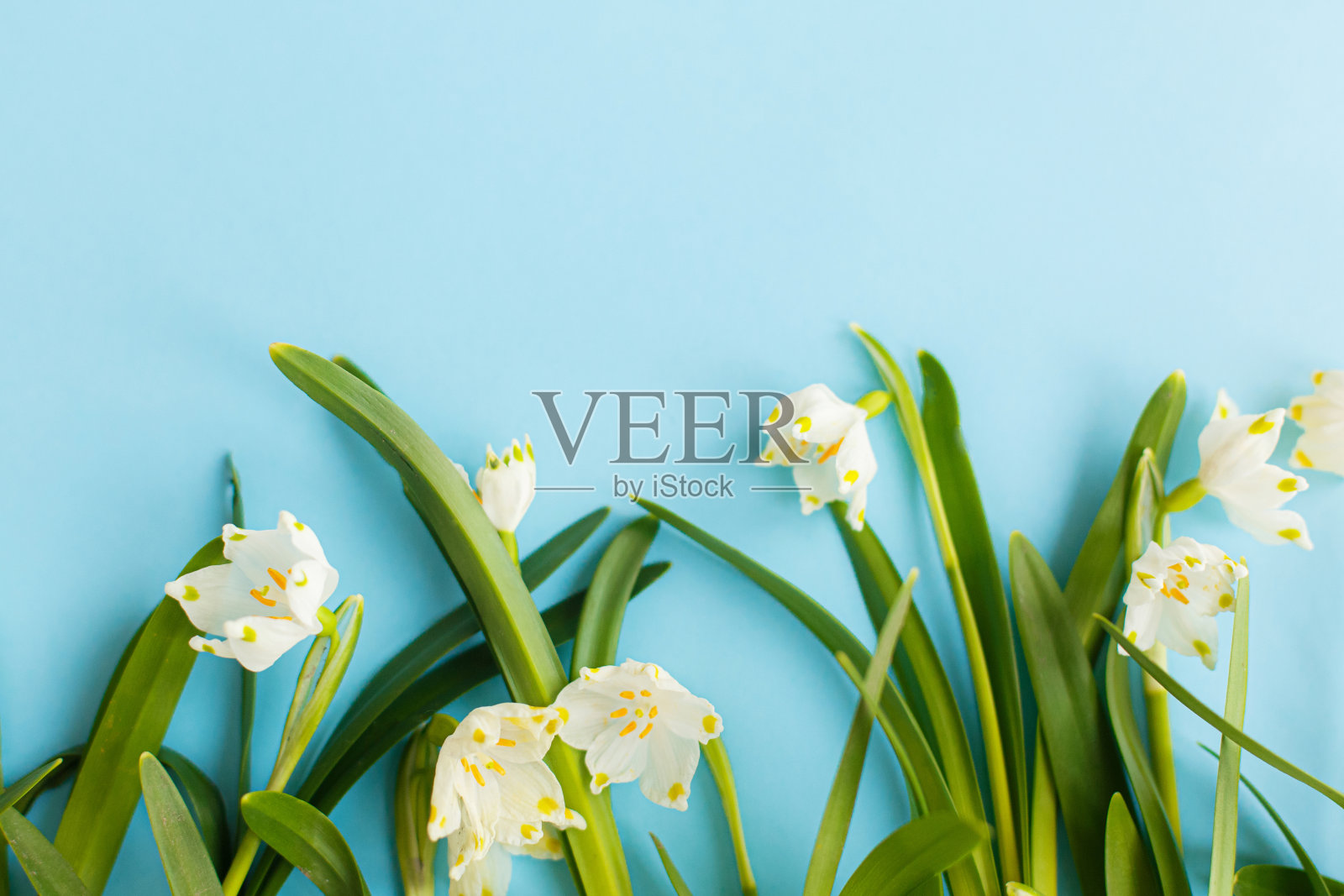 春天的花朵镶在蓝纸上。鲜花贺卡，文字空间。母亲的一天。你好,春天照片摄影图片