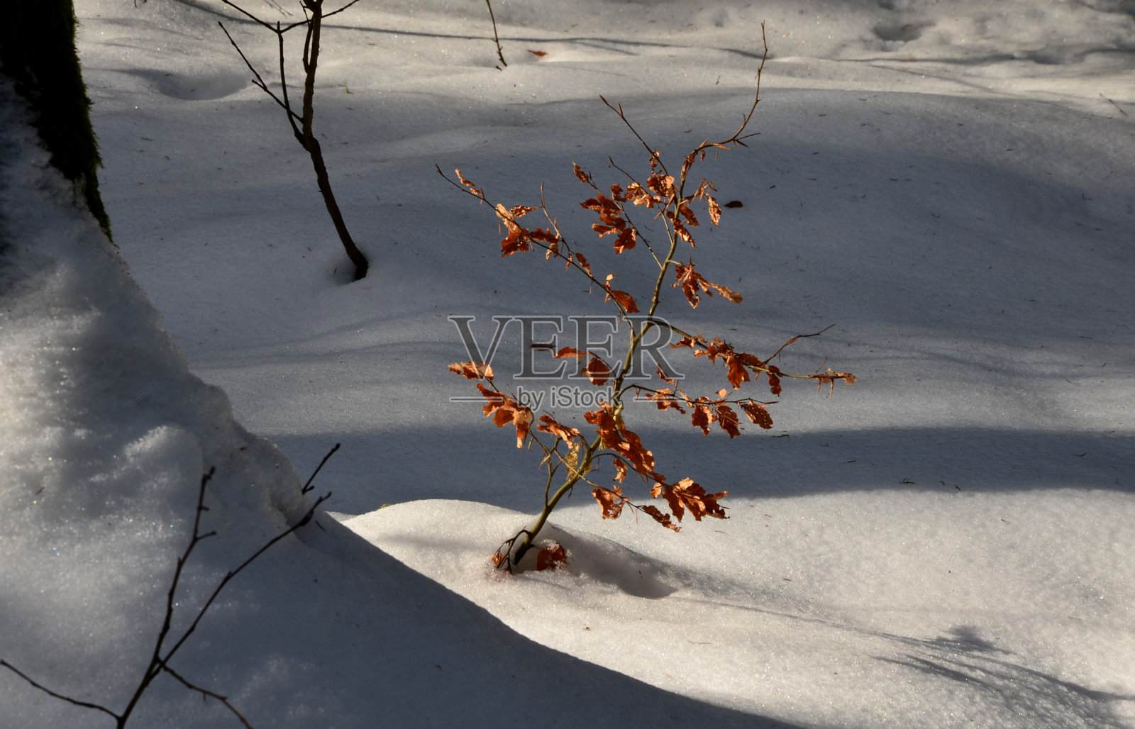 质量混交林与山毛榉和云杉与桦树和其他木本植物有明亮的皇冠，蓝天可以看到。小树在矮树丛中生长。成长的机会照片摄影图片