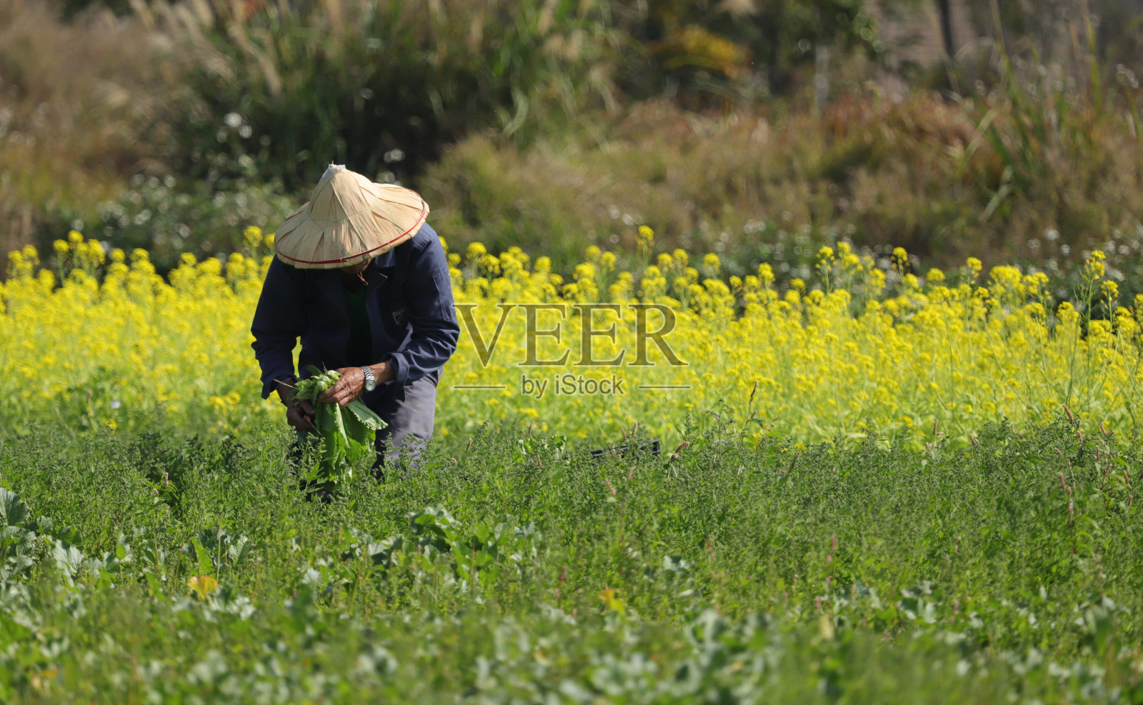 一个亚洲农民在他的农场里采摘蔬菜叶照片摄影图片