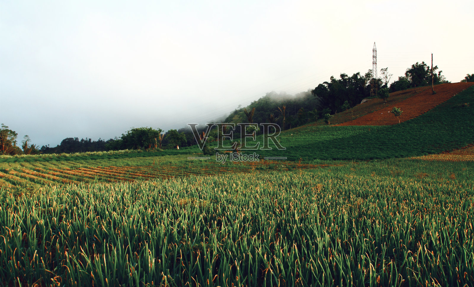 在北苏拉威西省托莫洪鲁鲁坎园艺种植园阳光明媚的早晨景色。照片摄影图片